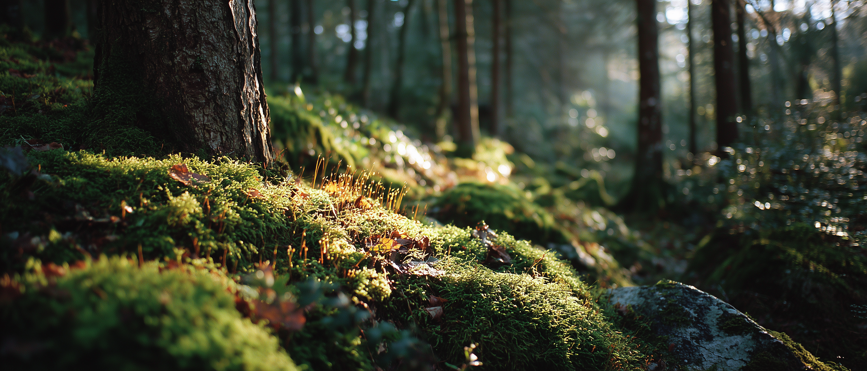 Ein Kind hockt auf dem Waldboden, vertieft in etwas in seinen Händen, Herbstlicht fällt durch die Bäume