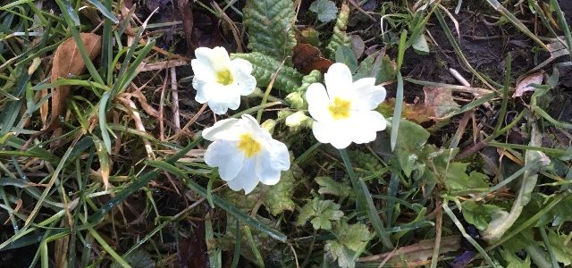 „Immer wieder kommt ein neuer Frühling“
